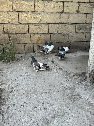 lalafo qoyun satisi: Statlar ve hünkarilər satilir ciddi alicilar yazsin ve ya zeng ede — 3
