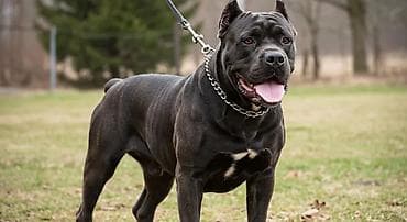 Kane-Korso, 2 il, Erkek, Cütləşmə üçün