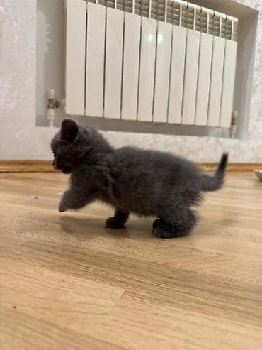 Boz rəngli balaca pişik balaları - Cins: qısa və orta tüklü, tamamilə