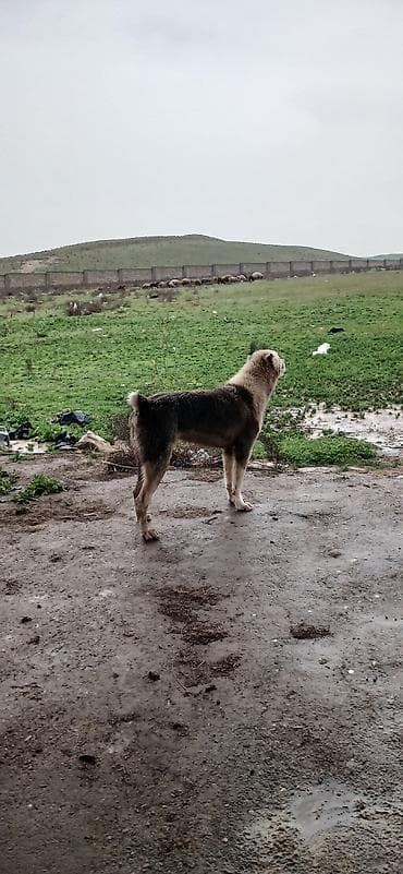 golden it cinsi: Qurdbasar, 1 il, Erkek, Peyvəndli — 2