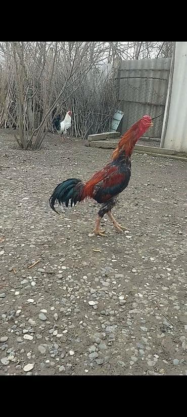 Pişiklər: Təmiz turk cinsi 10 ayliq super beçə satilir. cox guclu heyvandi oz — 2