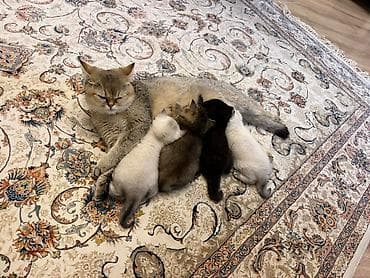 xamilyon heyvan: Şotland — 2