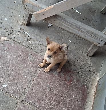pitbull itləri: Peyvəndli — 7