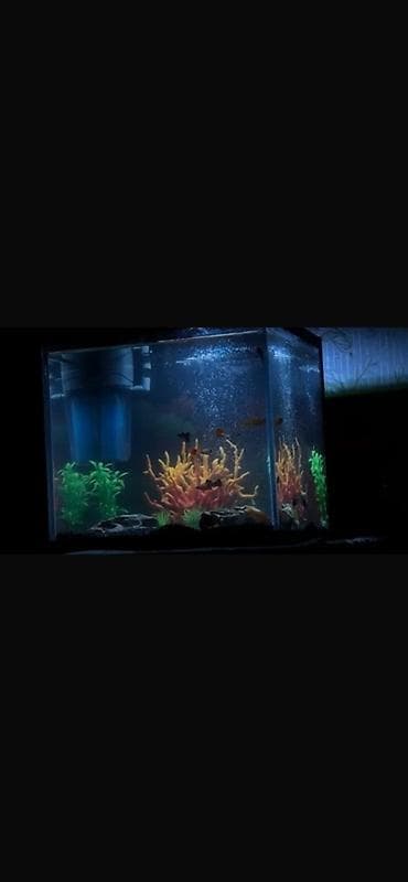 Akvariumlar: Dördbucaq akvarium, Balıqlarla birlikdə, 27 l — 5