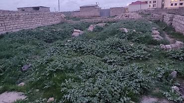 sumqayitda ev: 2 sot, Kənd təsərrüfatı, Mülkiyyətçi, Kupça (Çıxarış) — 10
