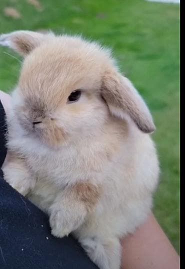 it adlari disi: 🐇 Holland Minilop – karlik Cins Balaca Dovşanlar Satılır! 💯 Keyfiyyət — 2