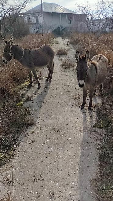 sobo wp 6001: Eşşek südü 100 qramı 10Azn — 1