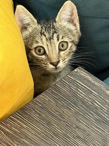 pisik geyimi: Tabbi — 1