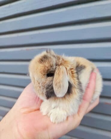 dovşan yemi: Dovsanlar mini lop cinsidi Holland lop mavi goz colkali bala — 4