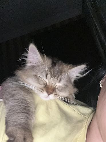 Uzun tüklü biritan boz-qəhvəyi rəngli balaca pişik balası. Yumşaq — 3