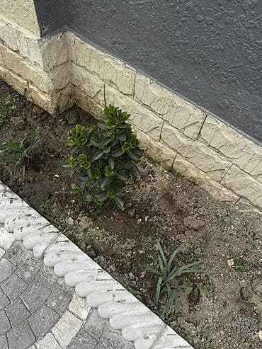 Çöl bitkiləri: 18 denedir Biri 10 manatdan verilir real aliciya endirim olacaq cuzi — 2