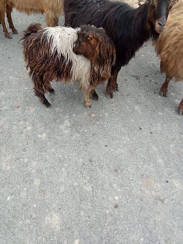 kilo ver чай: Qoyun/keçi kəsimi və təzə ət - Təsərrüfatda bəslənmiş yerli — 5