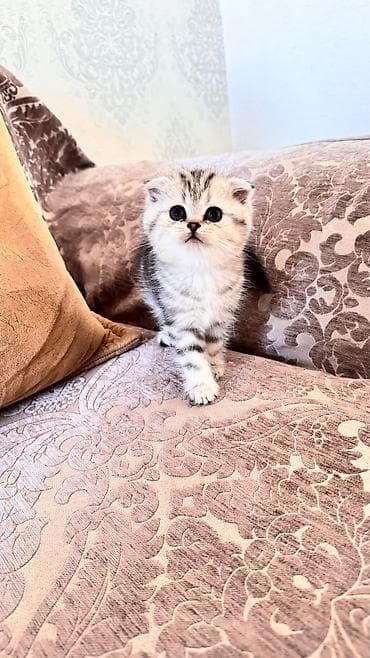 heyvanlarin sekilleri: Şotland yastı qulaq — 6