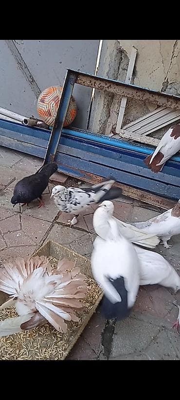 hamster satis: Salam pavlin satılır qoşa cəpdi — 3