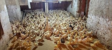 Коровы, быки: Ördəklər – müxtəlif yaş qrupları, partiya şəklində - Şəkillərdə — 3