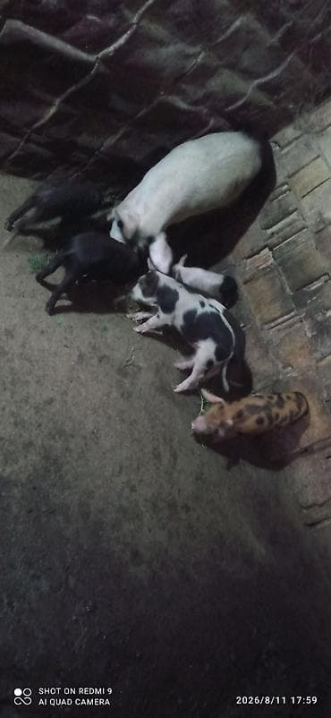 Məhsul: Donuz ana və bala dəstəsi Təsvir: Çoşka 6 bala bir ana