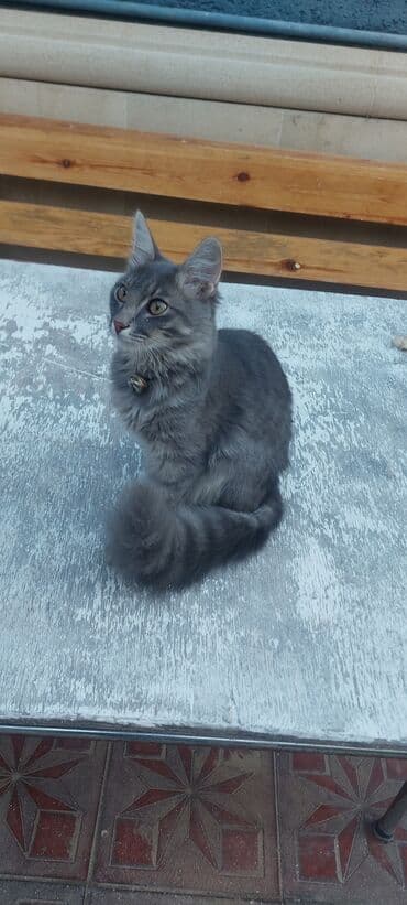 sfinks pişik: Yaxşı əllərə — 3