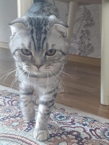 Digər heyvanlar: Şotland yastı qulaq, Erkək, Cütləşmə üçün — 3