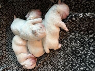 мейн кун купить в баку: Pekines, Ünvandan götürmə — 10