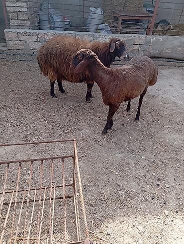 qoyun boğaz: Dişi, Qala, il: 2, 90 kq, Damazlıq, Ünvandan götürmə — 6