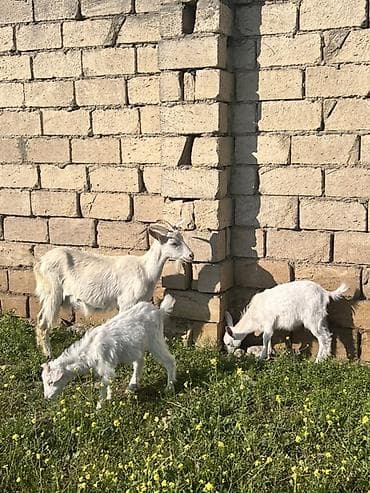 ana bala keci: Ağ rəngli keçi ailəsi – ana keçi və iki bala - Cins: süd və ət — 4