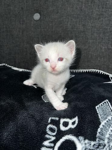 siam pisiyi haqqinda: Siam, Erkək — 5