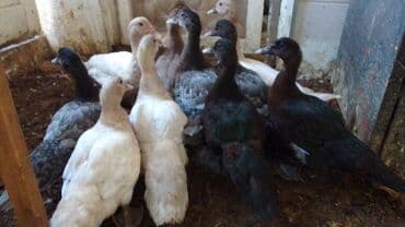 ingilis setteri it cinsinin digər adı nədi: Məhsul: Lal ördək (Muscovy) – damazlıq quşlar, balalar və kəsilmiş ət — 9