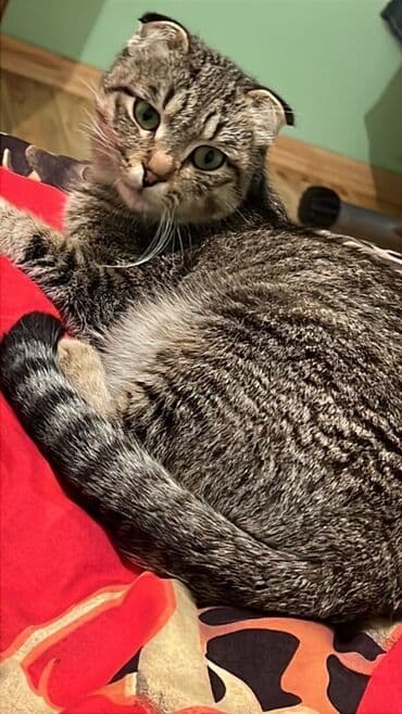 pişik balası satılır: Şotland yastı qulaq, Yaxşı əllərə — 1