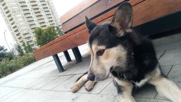 ingilis setteri it cinsi: Şirin və ağıllı it – orta ölçülü, qara-krem rəngli tüklər, dik böyük — 2