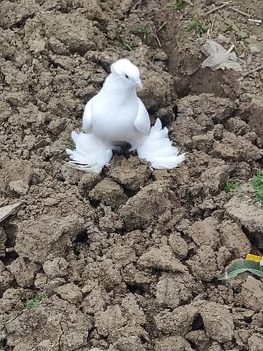 Ağ rəngli bəzək göyərçini – tüklü pəncəli, başında yüngül çalmalı