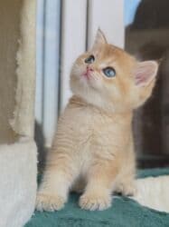 dişi pişik: Qızıl şinşilla, Dişi, Pulsuz çatdırılma — 11