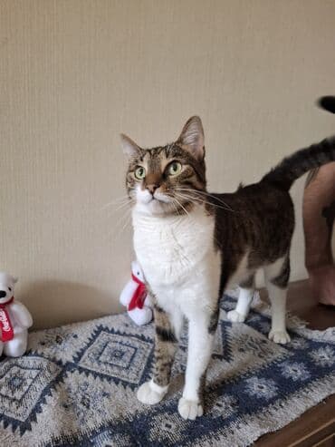 it növlərinin adları: Dişi, Yaxşı əllərə, Ünvandan götürmə — 2