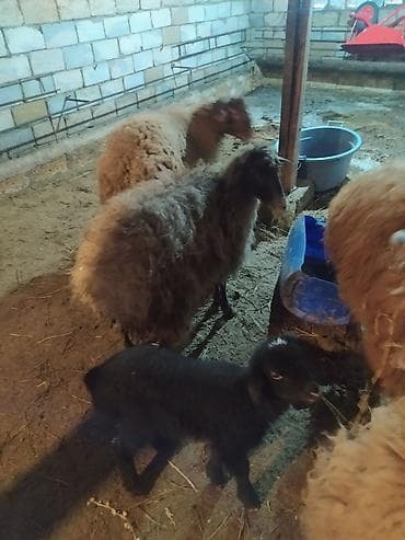 Ana. bala qoyundur 15 günlük balasıdır tecli satılır çox super