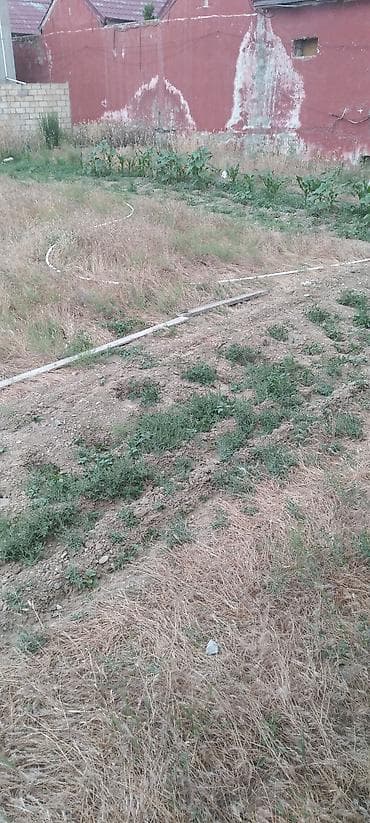 meyvə ağacı: Nar ağacı və kiçik bağ sahəsi - Meyvə ağacı: Nar (şəkildə bol — 5