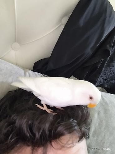 Птицы: Elle beslenib yeme dusub ful el qusudur qeti dislemeyi yoxdur insana — 4