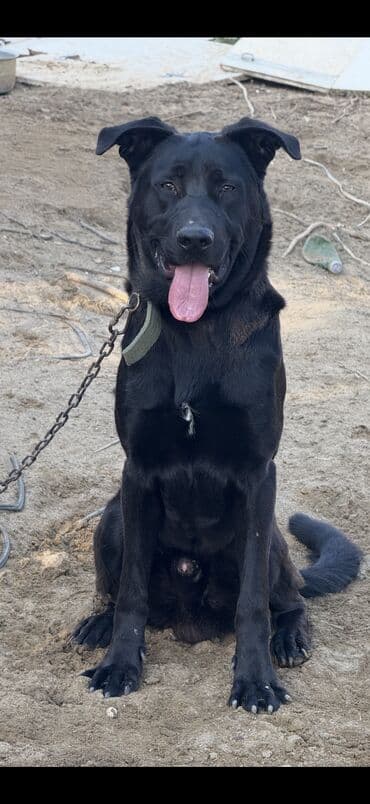 сколько стоит щенок акита ину: Немецкая овчарка, 9 месяцев, Самец, С прививками, Самовывоз — 2