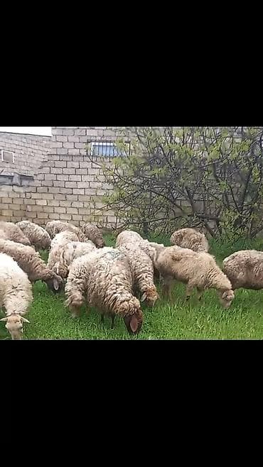 qoyunlar: Salam tam saglam 18 dene bogaz qoyun — 3