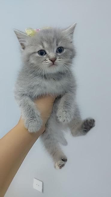 Boz tüklü balaca pişik balası - Cins: Boz rəngli, uzun-yumuşaq tüklü