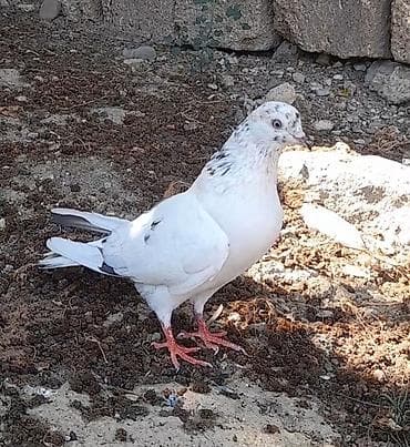 Göyərçinlər: Tutulma 12 tuk erkey unvan suraxani — 2