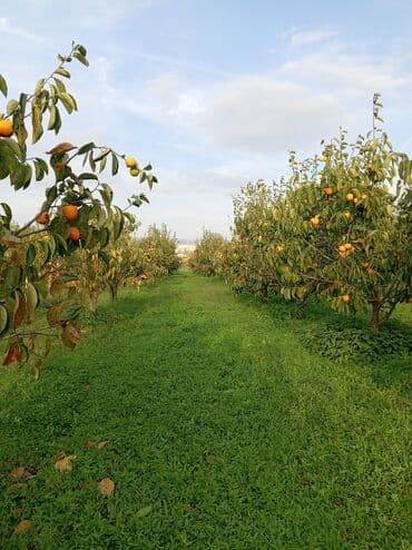 50 sot, Mülkiyyətçi, Kupça (Çıxarış)