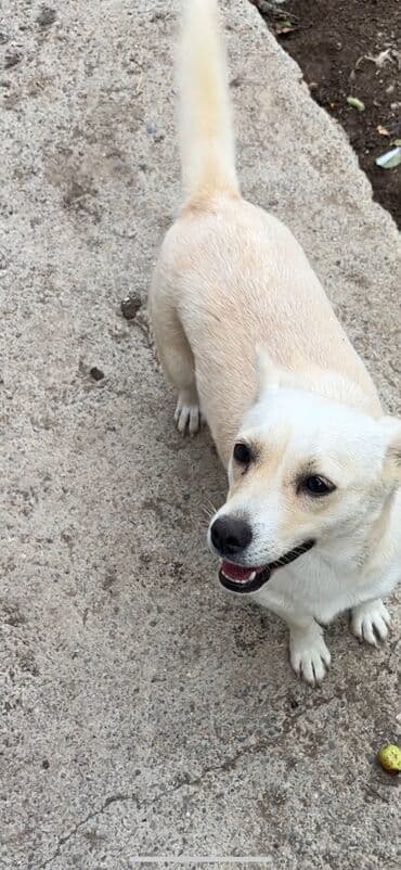 2 il, Dişi, Peyvəndli, Ünvandan götürmə