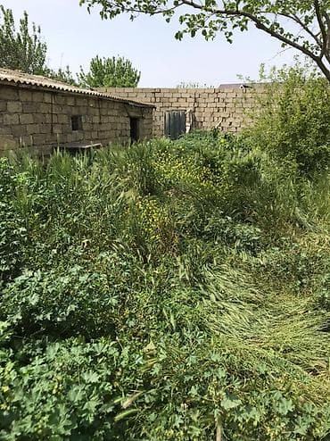 lalafo satılık emlak: Məhsul: Meyvə Bağı (həyətyanı torpaq sahəsi) Təsvir: - Yaşıl, kollu — 4