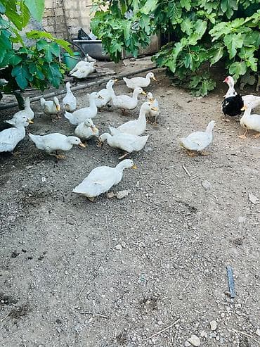 lal ordek: Ağ ördək sürüsü – ev şəraitində saxlanılır. - Cins: Pekin tipli ağ — 4