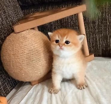 pisiy adlari: Britan, Erkək, Yaxşı əllərə, Ünvandan götürmə — 3