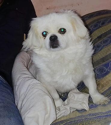 afcarka balasi: Pekines, 2 il, Dişi, Peyvəndli, Ödənişli çatdırılma — 2