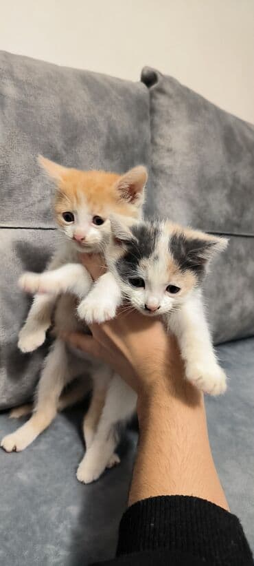 котята в баку бесплатно 2020: В добрые руки, Самовывоз — 3