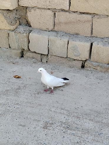 danisan qus: 8 dene tutulma quslardi hansı sağlam uçuşu olanlar var Qaradağ — 8