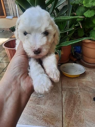 mingecevir it: Pudel — 2
