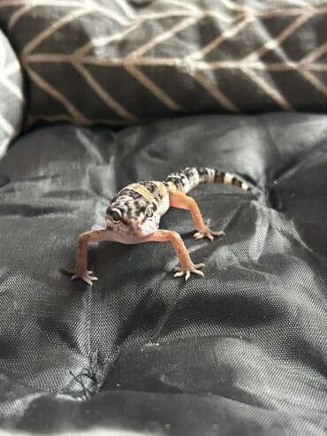 Toyota: 2 dişi qiymet 1ne aiddir . Cüt endirimli olacaq Növ: Leopard gekko — 4