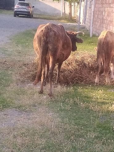 ağ quyruq ağlıca: Dişi, il: 5, Damazlıq — 1